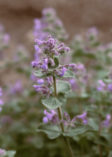 Catmint 'Walkers Low' - Native Gardeners