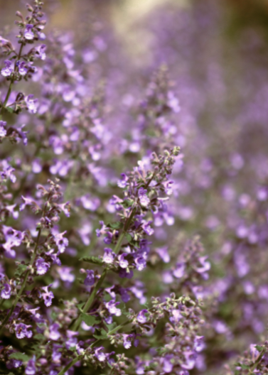 Catmint 'Walkers Low'