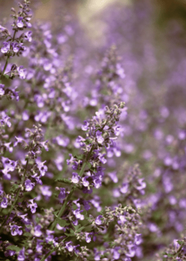 Catmint 'Walkers Low' - Native Gardeners