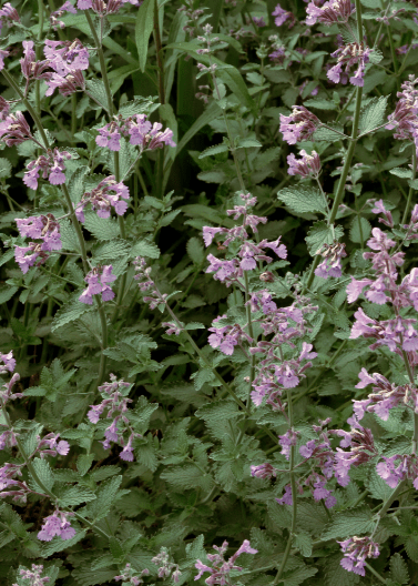 Catmint Native Catmint 'Walkers Low' – Native Gardeners