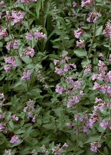 Catmint 'Walkers Low'