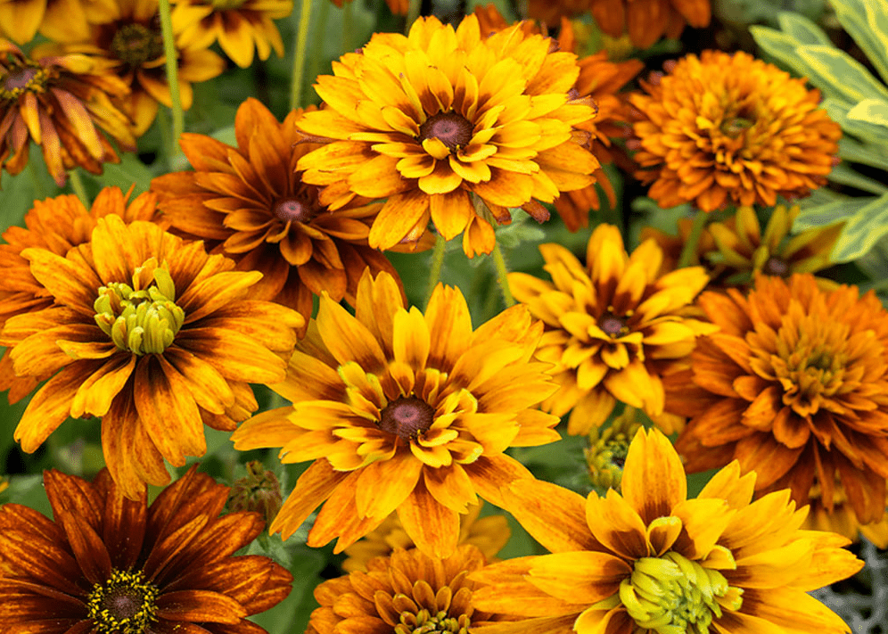 Rudbeckia ‘Cherokee sunset’ - Native Gardeners