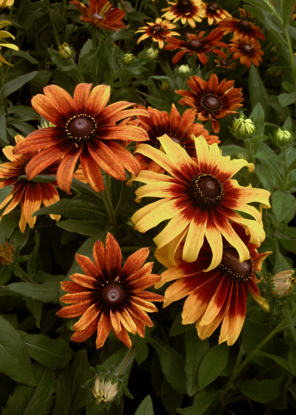 Rudbeckia ‘Cherokee sunset’