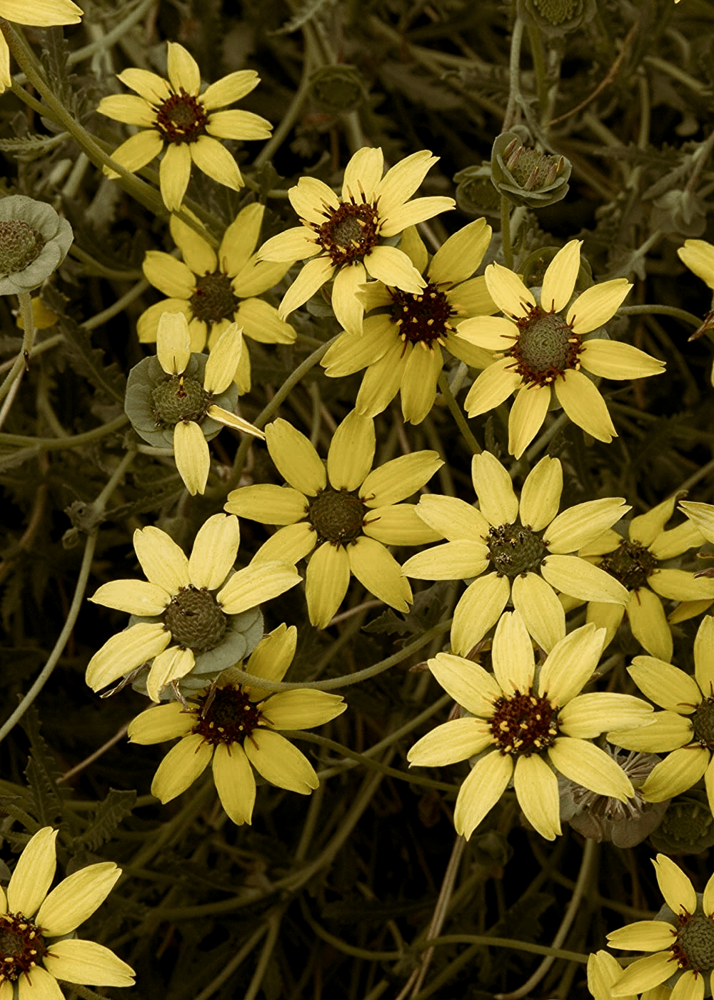 chocolate flower seeds Chocolate Daisy – Native Gardeners
