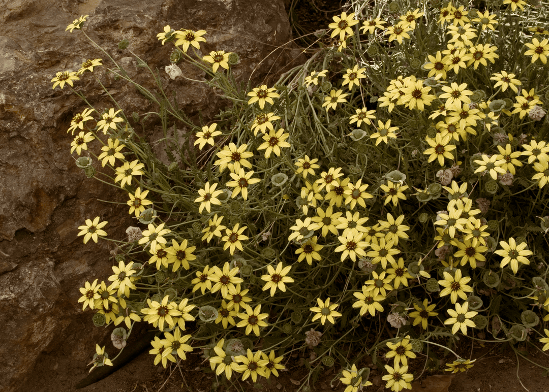 Chocolate Daisy - Native Gardeners