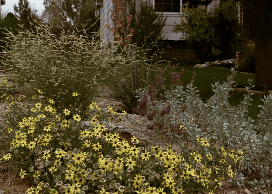 Chocolate Daisy - Native Gardeners