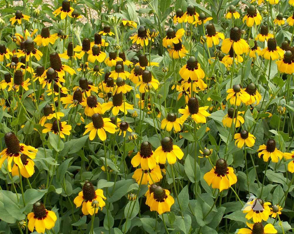 Clasping Coneflower - Native Gardeners