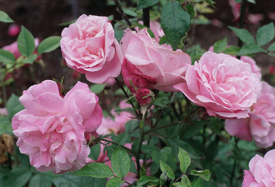 Rose 'Old Blush'-Climbing - Native Gardeners