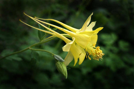 Texas Gold Columbine - Native Gardeners