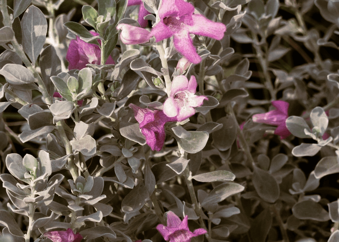ute tobacco sage It's a purple day The really bright Texas is my neighbor's sensual woods Compact Texas Sage