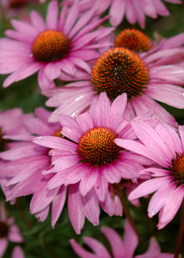 Coneflower 'Purple'