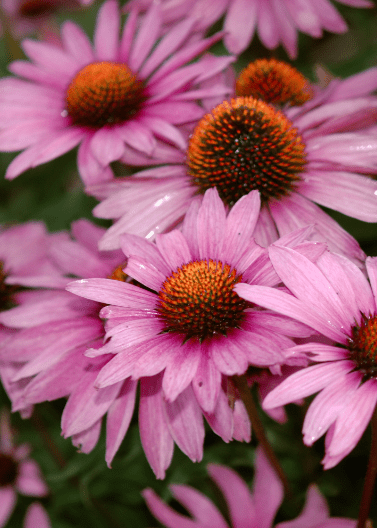 Purple Coneflower - Native Gardeners