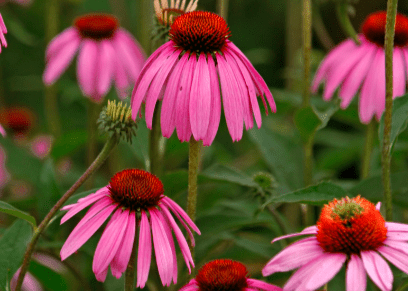 Purple Coneflower - Native Gardeners