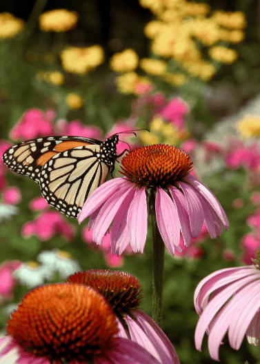 Purple Coneflower - Native Gardeners