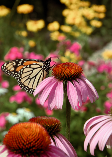 Coneflower 'Purple'