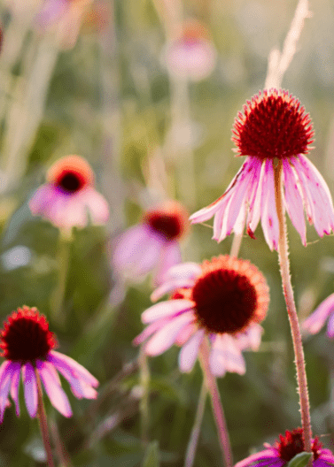 Purple Coneflower - Native Gardeners