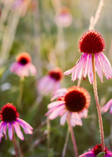 Coneflower 'Purple'