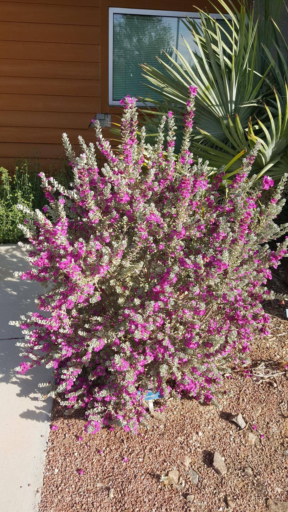 Texas Sage 'Convent' - Native Gardeners