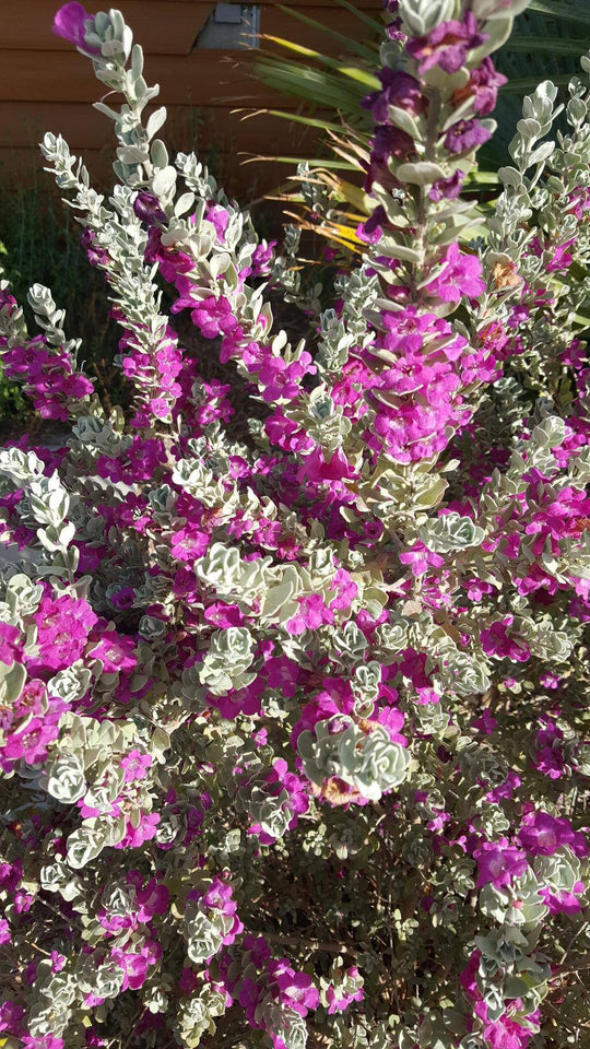 Texas Sage 'Convent' - Native Gardeners