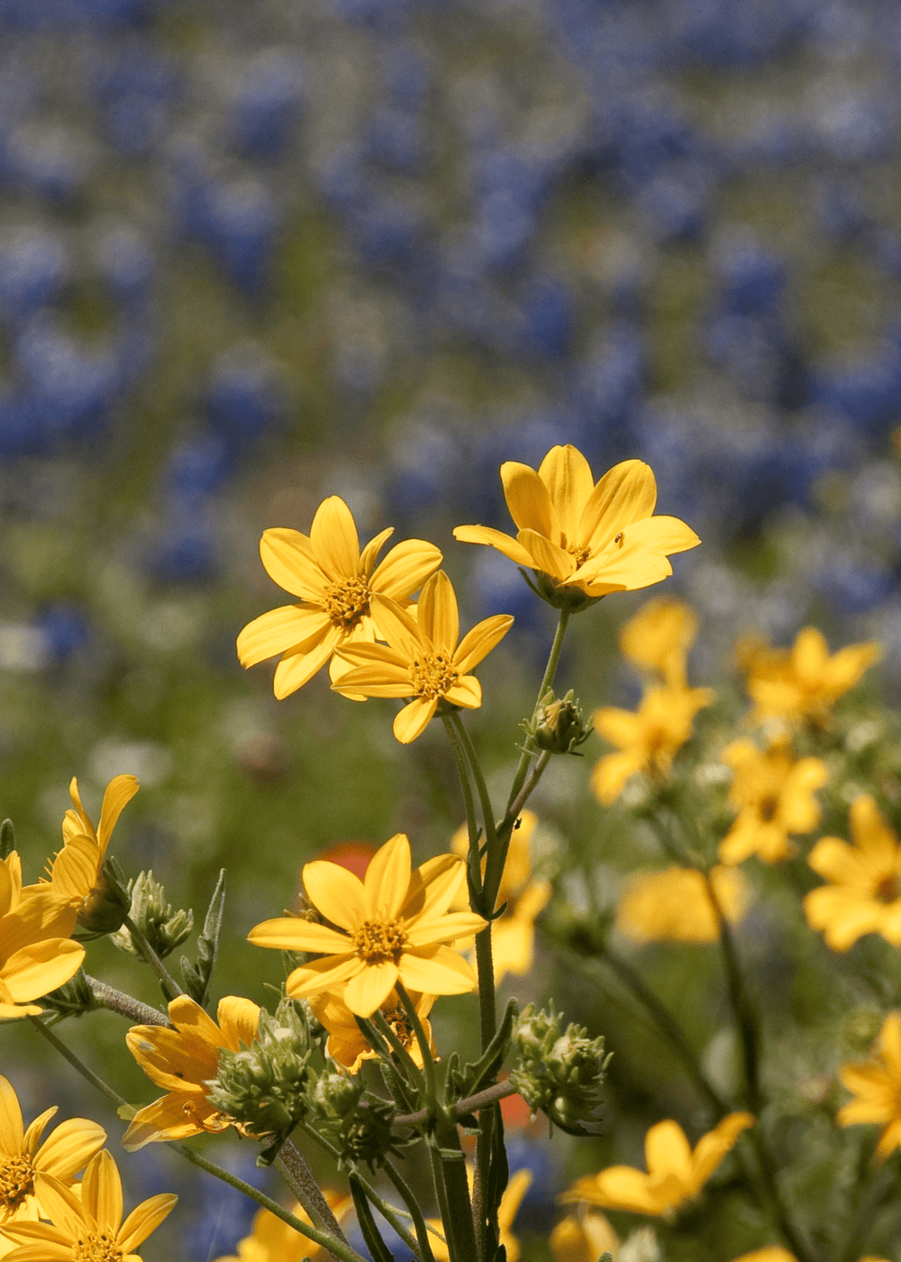 Wildflower Mix - Native Gardeners