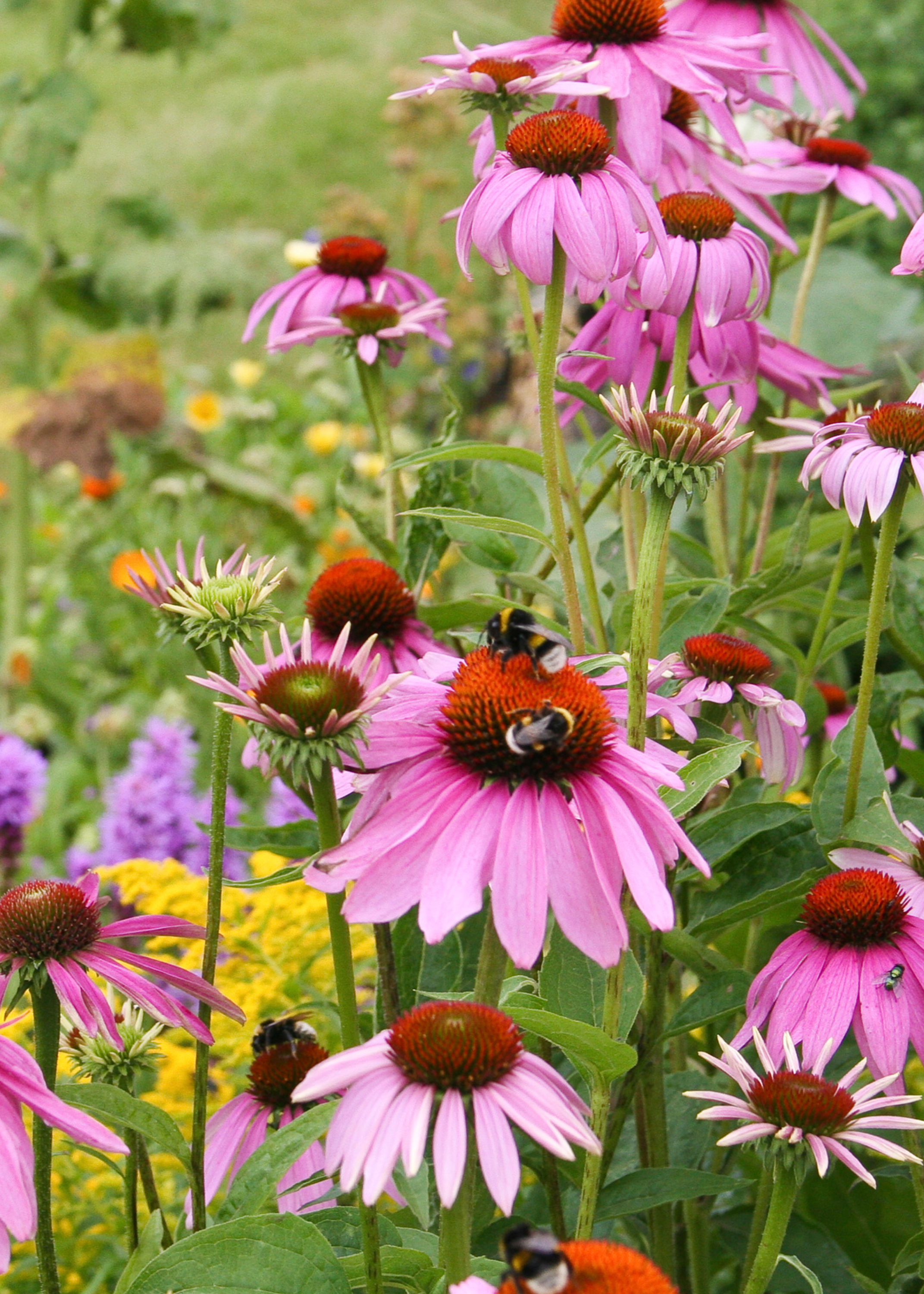 Wildflower Mix