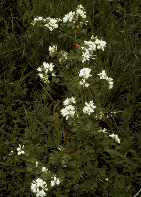 Anacacho Orchid Tree