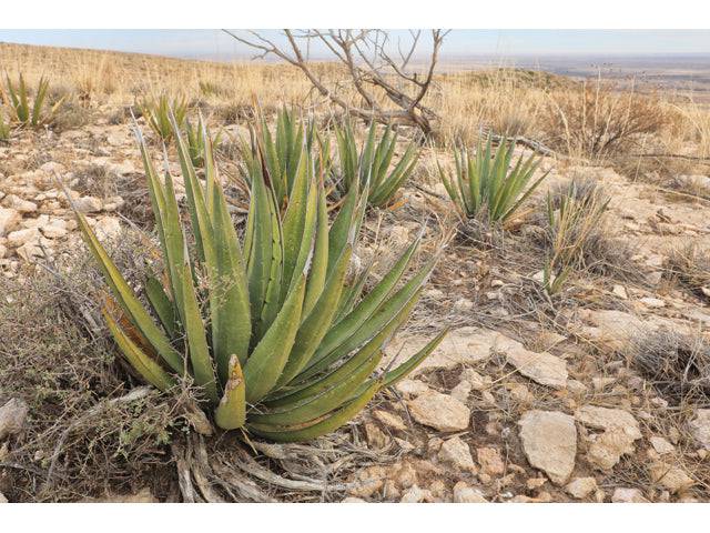 Agave 'Lechuguilla'