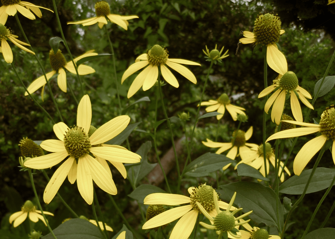 Cutleaf Coneflower - Native Gardeners