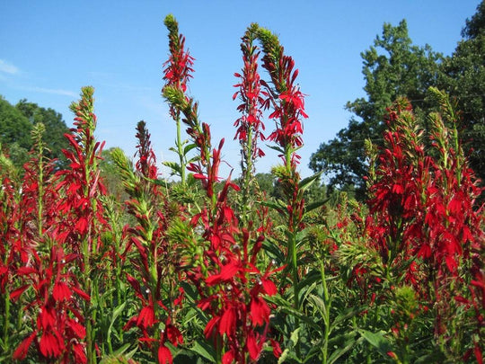 Cardinal Flower - Native Gardeners