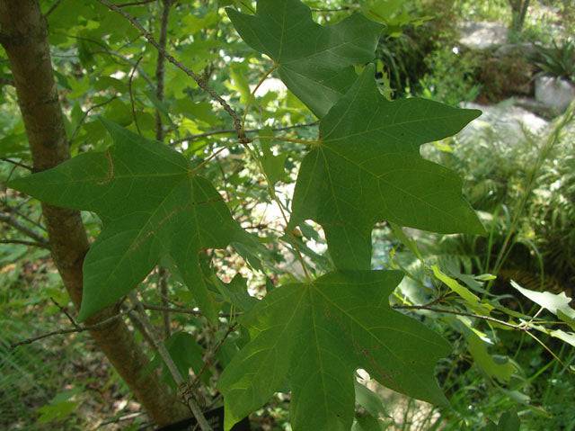 Bigtooth Maple – Native Gardeners