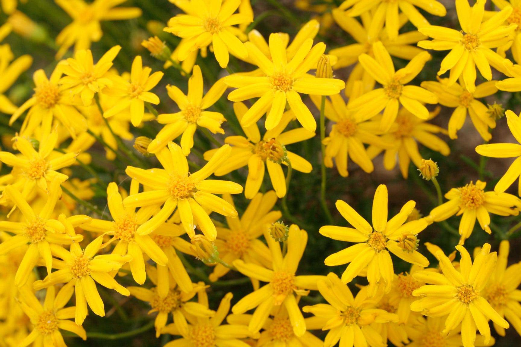 Damianita - Native Gardeners