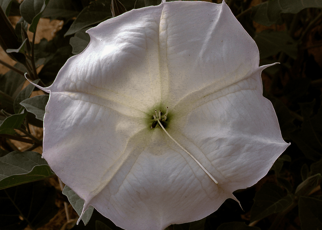 Datura – Native Gardeners