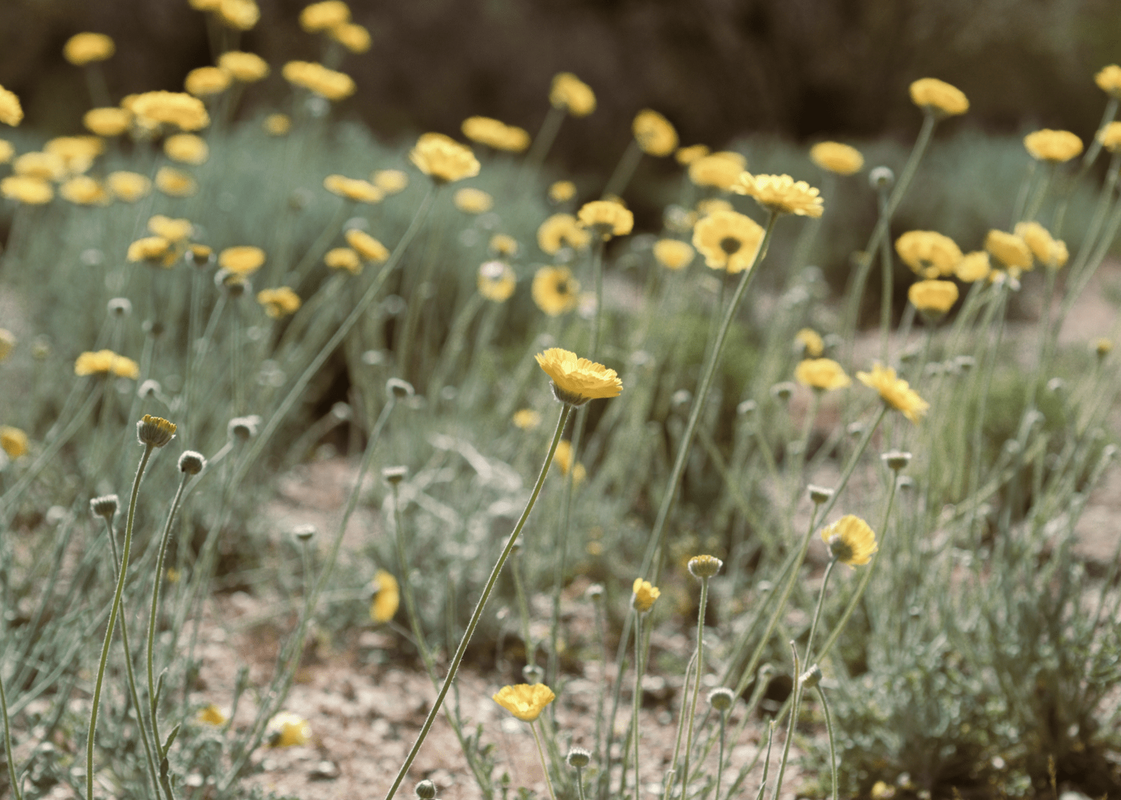 Showy Desert Marigold - Native Gardeners