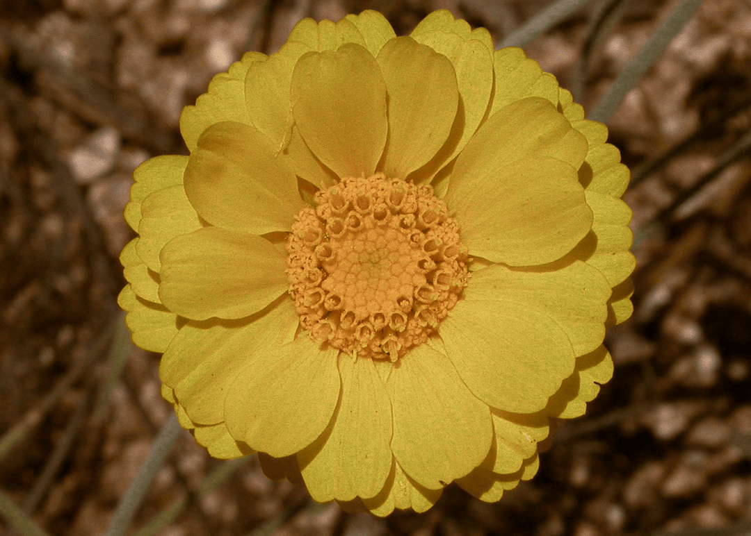 Showy Desert Marigold - Native Gardeners