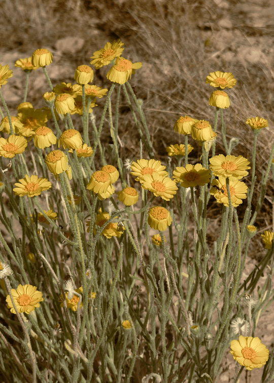 Showy Desert Marigold - Native Gardeners