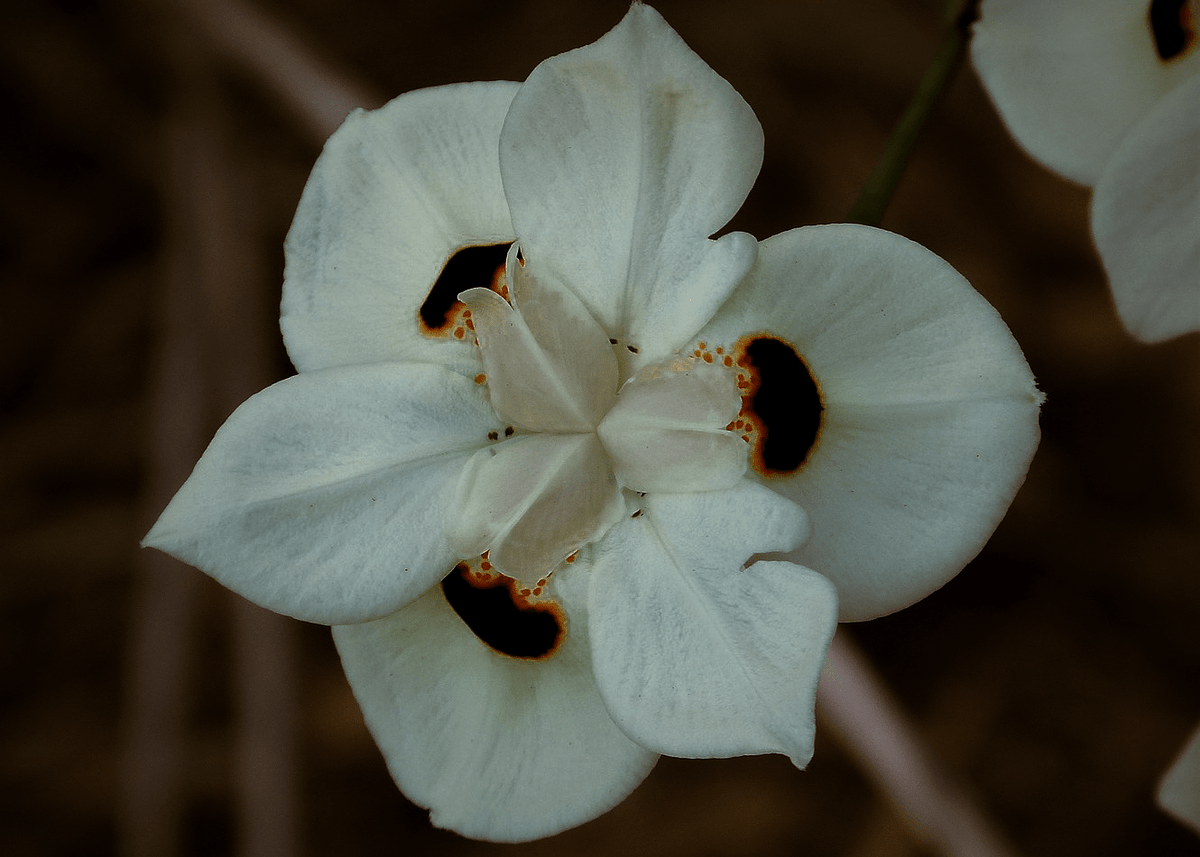 Bicolor Iris | Native Gardeners