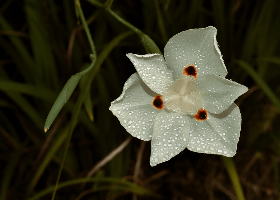 Biplot Iris Bicolor Iris – Native Gardeners
