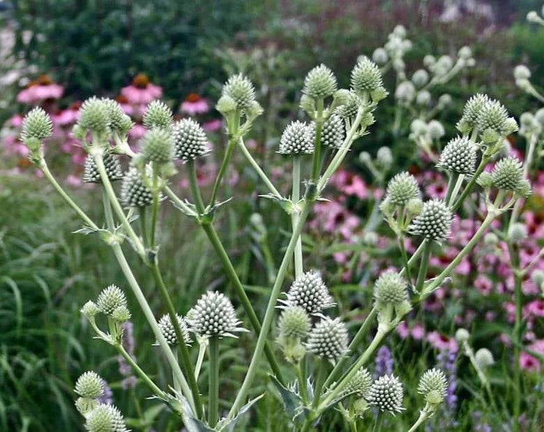 rattle snake master plant Rattlesnake Master