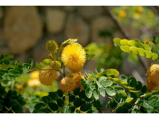 Goldenball Lead Tree - Native Gardeners