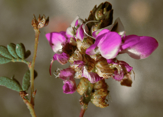 Black Dalea - Native Gardeners