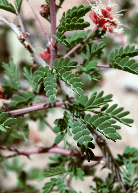 Fragrant Mimosa - Native Gardeners