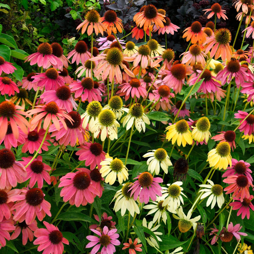 cheyenne spirit echinacea seeds Cheyenne Spirit Coneflower
