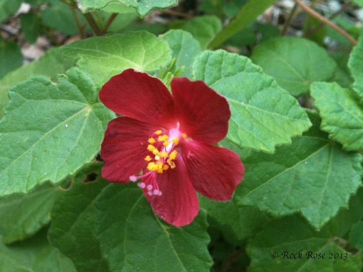 Ellen's Red Rocks Roses Rock Rose 'Ellen's Legacy' – Native Gardeners