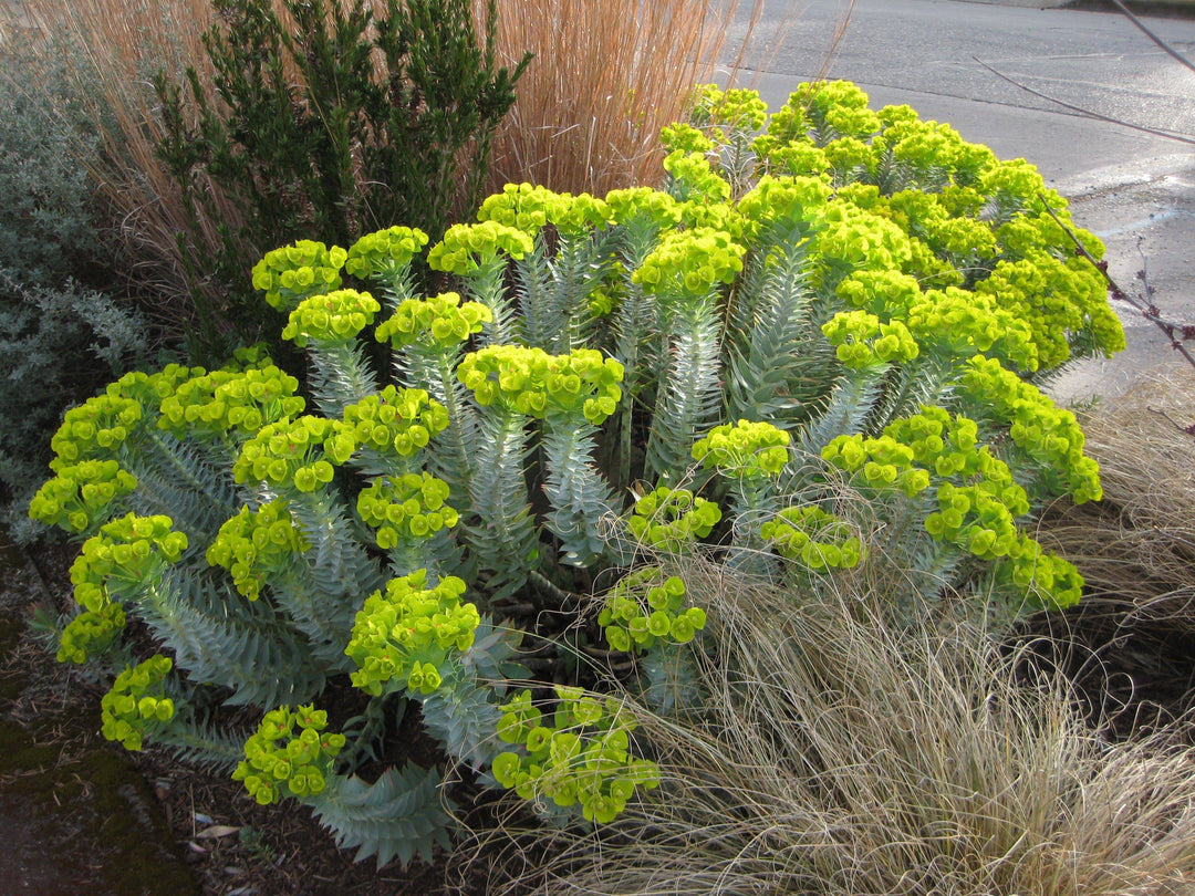 spurge succulent Silver Spurge – Native Gardeners