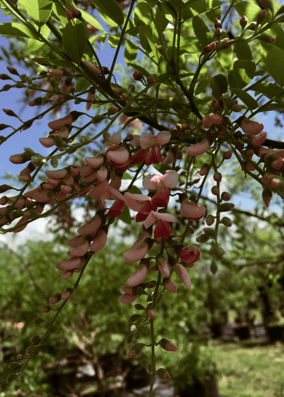 Eve's Necklace - Native Gardeners