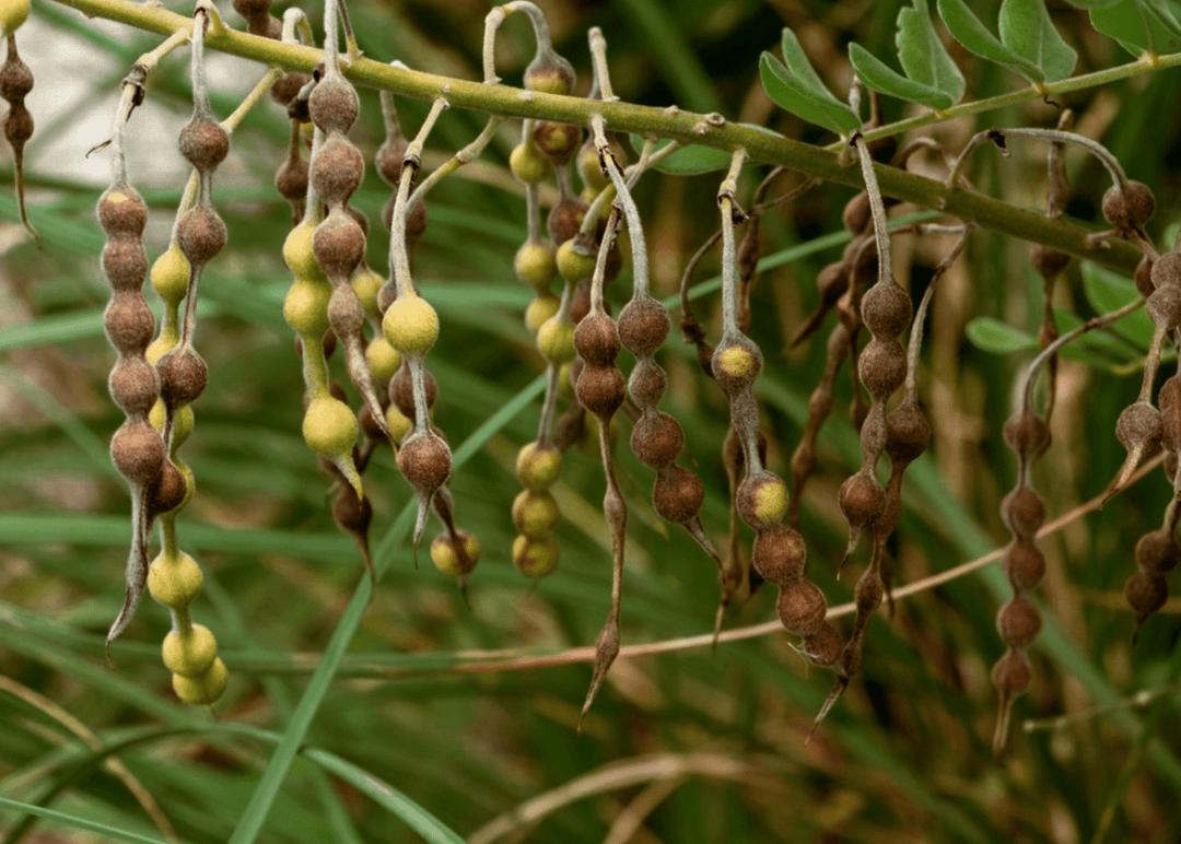 Eve's Necklace - Native Gardeners