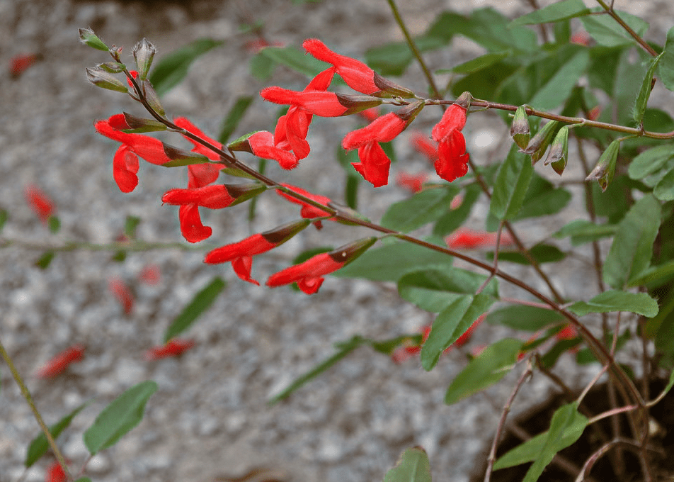 Eyelash Sage - Native Gardeners