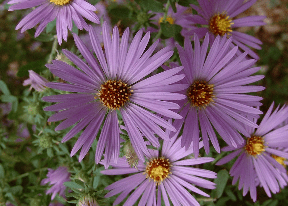 Fall Aster - Native Gardeners