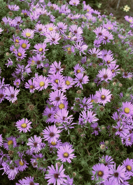 Fall Aster - Native Gardeners