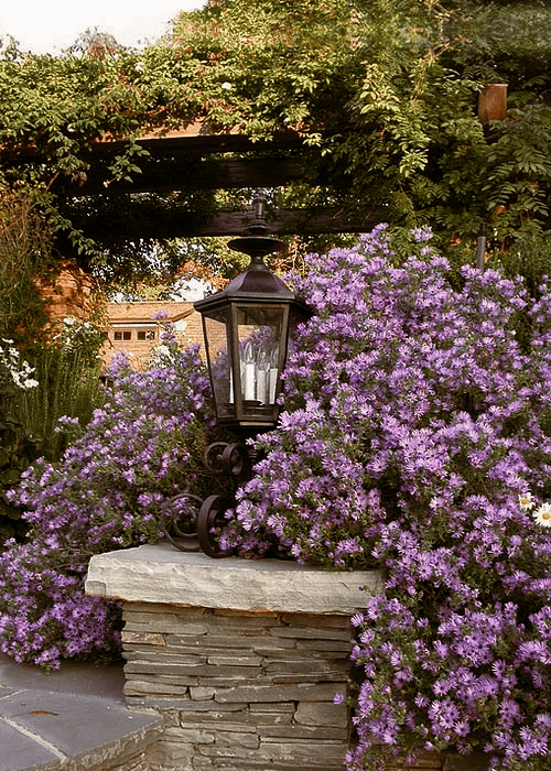 Fall Aster - Native Gardeners